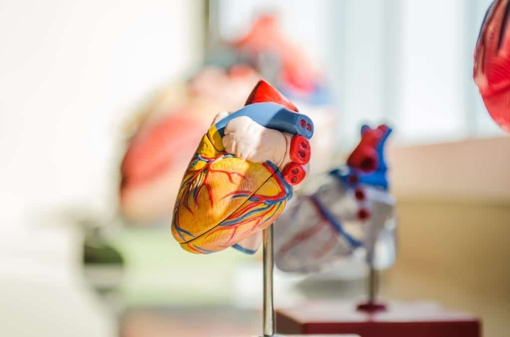application tips for medical school- heart sculpture