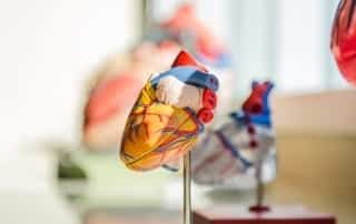 application tips for medical school- heart sculpture