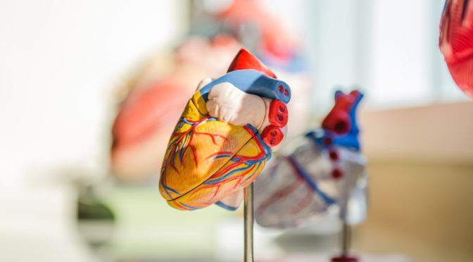 application tips for medical school- heart sculpture